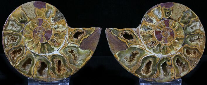 Sliced Phylloceras Ammonite From Madagascar - #23186